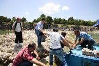 PEKİN ÖRDEĞİ - Beyşehir Gölü'ndeki Hacıakif Adası Ziyaretçilerin İlgisini Çekiyor