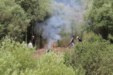 Hevsel Bahçeleri'nde 50 Bin Kök Hint Keneviri