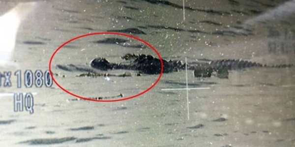 Ağzında ceset taşıyan timsah aranıyor