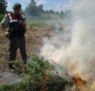 Ayçiçeği Tarlasında 110 Bin Kök Hint Keneviri