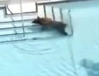 KALIFORNIYA - Ayının havuz keyfi