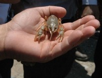 FIRAT KAPLUMBAĞASI - Binlerce kişiye iş imkanı sağlayacak