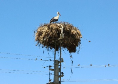 Leylekler Aydın'da Akçay Vadisini Tercih Ediyor