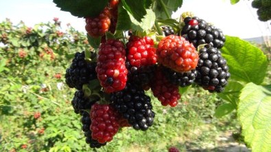 Silifke'de Böğürtlen Hasadı Başladı