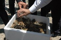 EĞIRDIR GÖLÜ - Türkiye'de Bir İlk Gerçekleştirildi