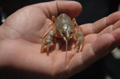 Türkiye'de Bir İlk !