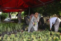 GÜZELBAĞ - Alanya Belediyesi Mezarlıklarda Ücretsiz Çiçek Dağıtacak