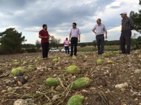 AFET BÖLGESİ - Milletvekili Öz, Dolu Yağışından Zarar Gören Tarım Arazilerini İnceledi