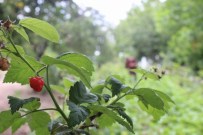 KıZıK - Ahududu Yüz Güldürdü