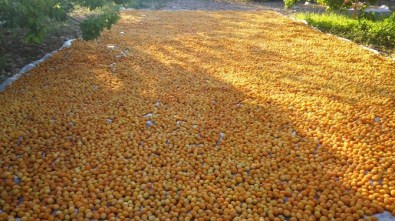 Malatya'da Kayısı Hasadına Başlandı