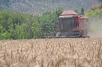 Buğday Hasadı Bereketli Başladı