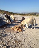 HAYVAN SEVERLER - ÇESAL, Çeşme'de Sokak Köpeklerine Sahip Çıktı
