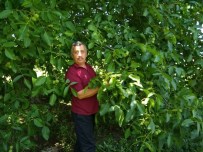 MEHMET ÇAKıR - Hisarcık'ta Ceviz Bereketi