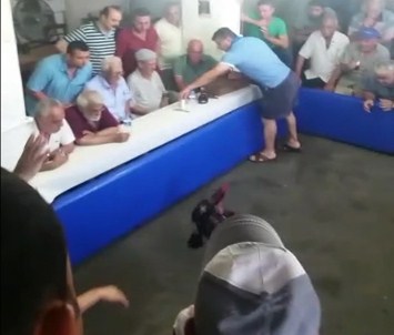 Horoz Festivaline Polis Baskını