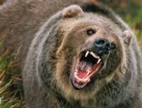 Kars'ta ayılar aileye saldırdı