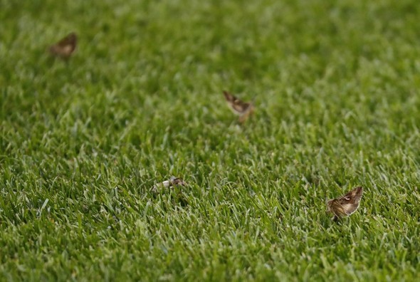 Dev finalde stadı kelebekler bastı