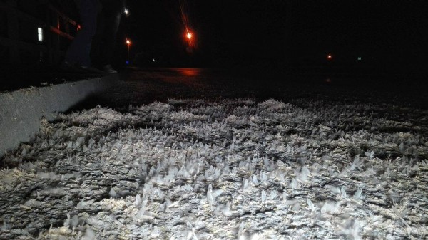 Birgün sineklerinin 'Ölüm Dansı' başladı