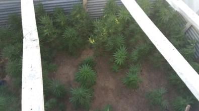 Bitlis'te 85 Kök Kenevir Bitkisi Ele Geçirildi