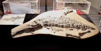 PALEONTOLOJI - 350 milyon yıllık fosilleri sergiliyor