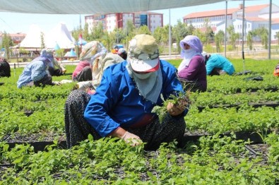 Ormanların Eli Çamurlu Anaları