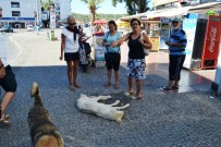 ÇÖP TENEKESİ - Sıcaktan Fenalaşan Sokak Köpeği Vatandaşlar Sayesinde Hayata Döndü
