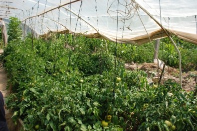 Tokat'ta Hava Şartları Sebze Hasadını Geciktirdi