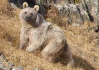 'Ayı Terörü İle Mücadele Edilmiyor'