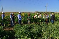 FıRAT ANLı - Eş Başkan Anlı, Kent Bostanı'nın İlk Mahsulünü Topladı