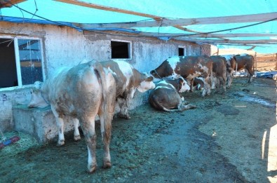 Sivas'ta Çiftçilere Damızlık İnek Dağıtıldı