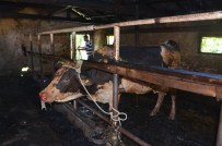 BÜYÜKBAŞ HAYVANLAR - Ahırda Çıkan Yangında Hayvanlar Güçlükle Kurtarıldı