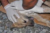 GAZİANTEP HAYVANAT BAHÇESİ - Ayağı Kırılan Köpeği Ortopedi Çalışanı Tedavi Etti