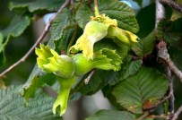 Giresun'un İlçeleri İle Birlikte Fındık Rekoltesi 54 Bin Ton Olarak Belirlendi