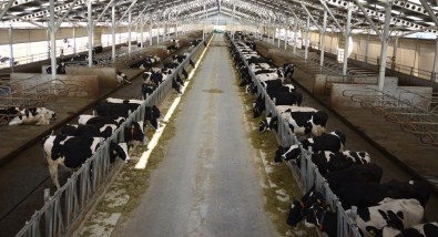 İçme Sütü Üretimi Düştü