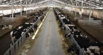 İçme Sütü Üretimi Düştü