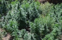 HINT KENEVIRI - Kumluca'dan Polis Ve Jandarmadan Ortak Operasyon