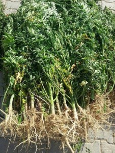 Malatya'da 59 Bin Kök Hint Keneviri Ele Geçirildi