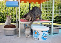 SIĞINMA EVİ - Mersin'de 40 Noktaya Daha Kedi Sığınma Evi Yerleştiriliyor