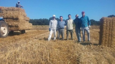 Saman Balyası 5 Liraya Düştü