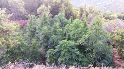 Bozdoğan'da Yasa Dışı Ekim Operasyonu