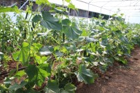 MEHMET NURİ ÇETİN - Kaymakamlık Serası Ürün Vermeye Başladı