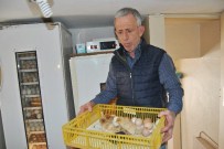 Buzdolabında Civciv Üretiyor