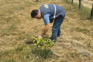 Düzce'de Ceviz Sahalarının Bakımları Devam Ediyor