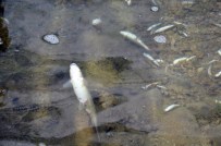 ÖLÜ BALIK - Elbistan'da Balık Katliamı
