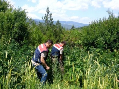 Jandarma'dan Kenevir Operasyonu