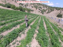 Lice'de Operasyon Sürüyor