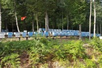 Ormanlar Bal Üretiyor