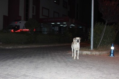 Aydın'da Sokak Köpekleri Korku Salmaya Başladı