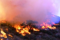 En Fazla Orman Yangını Bu İllerde Çıktı