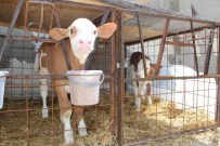 İBRAHIM ÇELIK - Kooperatif Ortaklarının Yüzleri Gülüyor