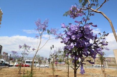 Mezitli'de Jacarandalar Çiçek Açmaya Başladı